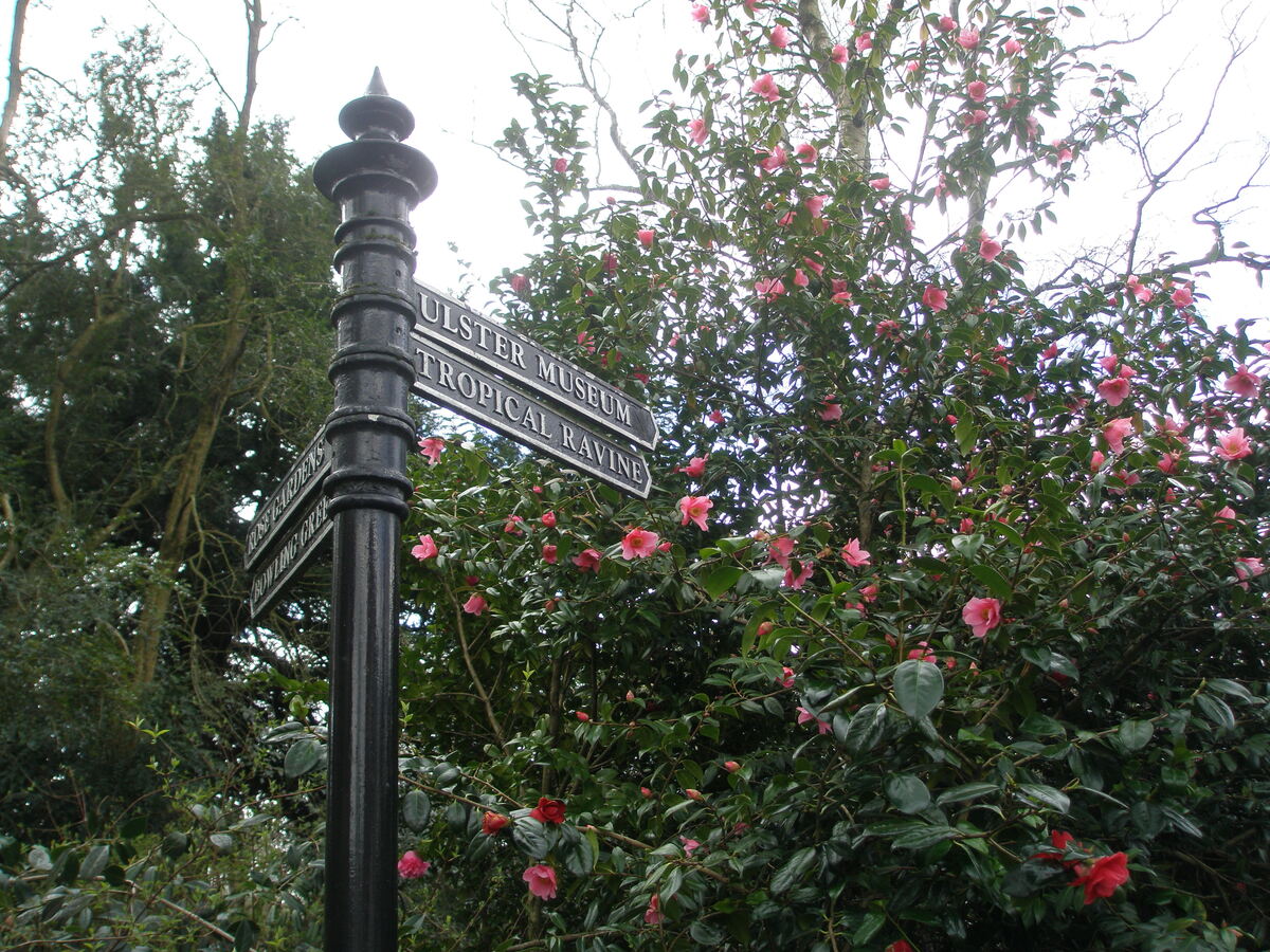 a street sign pointing to a rose bush